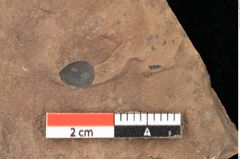 Foto (Detailsansicht) von Quercus palaeoilex Ettingshausen (NHMW-GEO-2024-0188-0971)